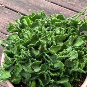Photo of the plant species Green Coral Cactus by @SensitiveCarrot named Green Coral on Greg, the plant care app