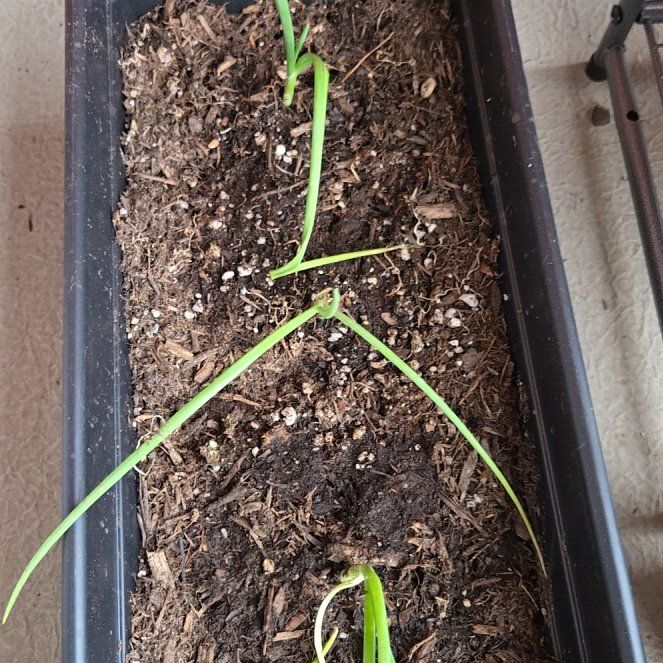 Photo of the plant species Yellow Sweet Spanish Onion by @SteamySoybean72 named Achilles on Greg, the plant care app
