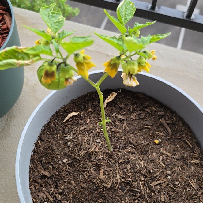 Photo of the plant species Tomatillo 'Super Verde' by @SteamySoybean72 named Foxxy on Greg, the plant care app
