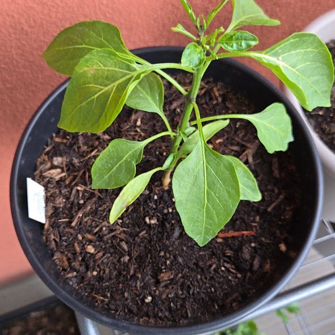Photo of the plant species Jumbo Jalapeno by @SteamySoybean72 named Delilah on Greg, the plant care app