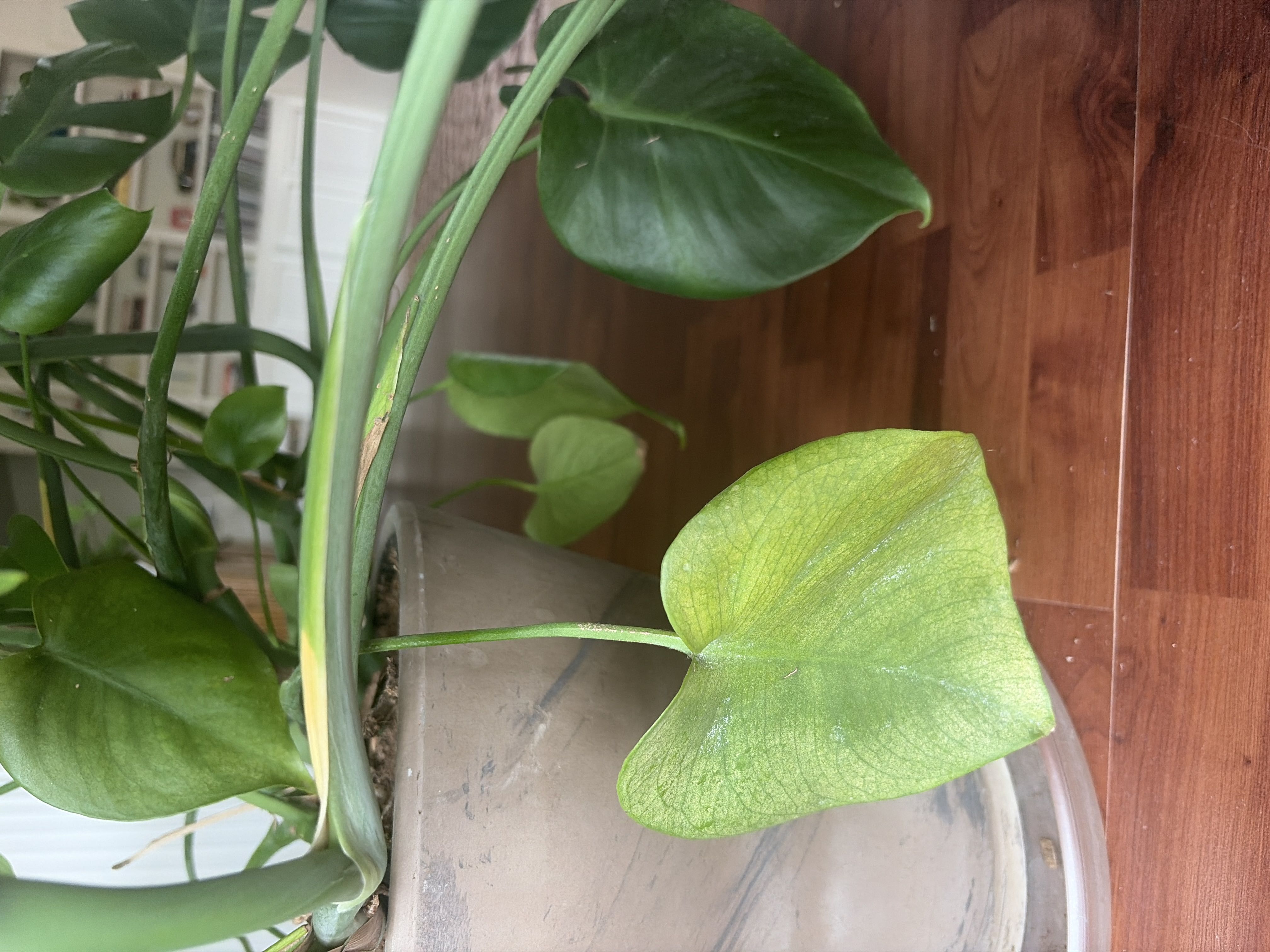Photo from the post