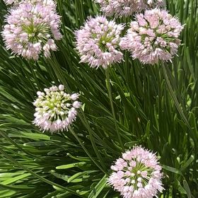 Photo of the plant species Autumn Onion by @TenderLagunaria named ChloroPhil on Greg, the plant care app