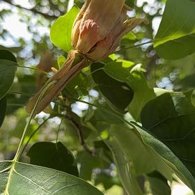 Photo of the plant species Tulip Poplar by @TenderLagunaria named Sol on Greg, the plant care app