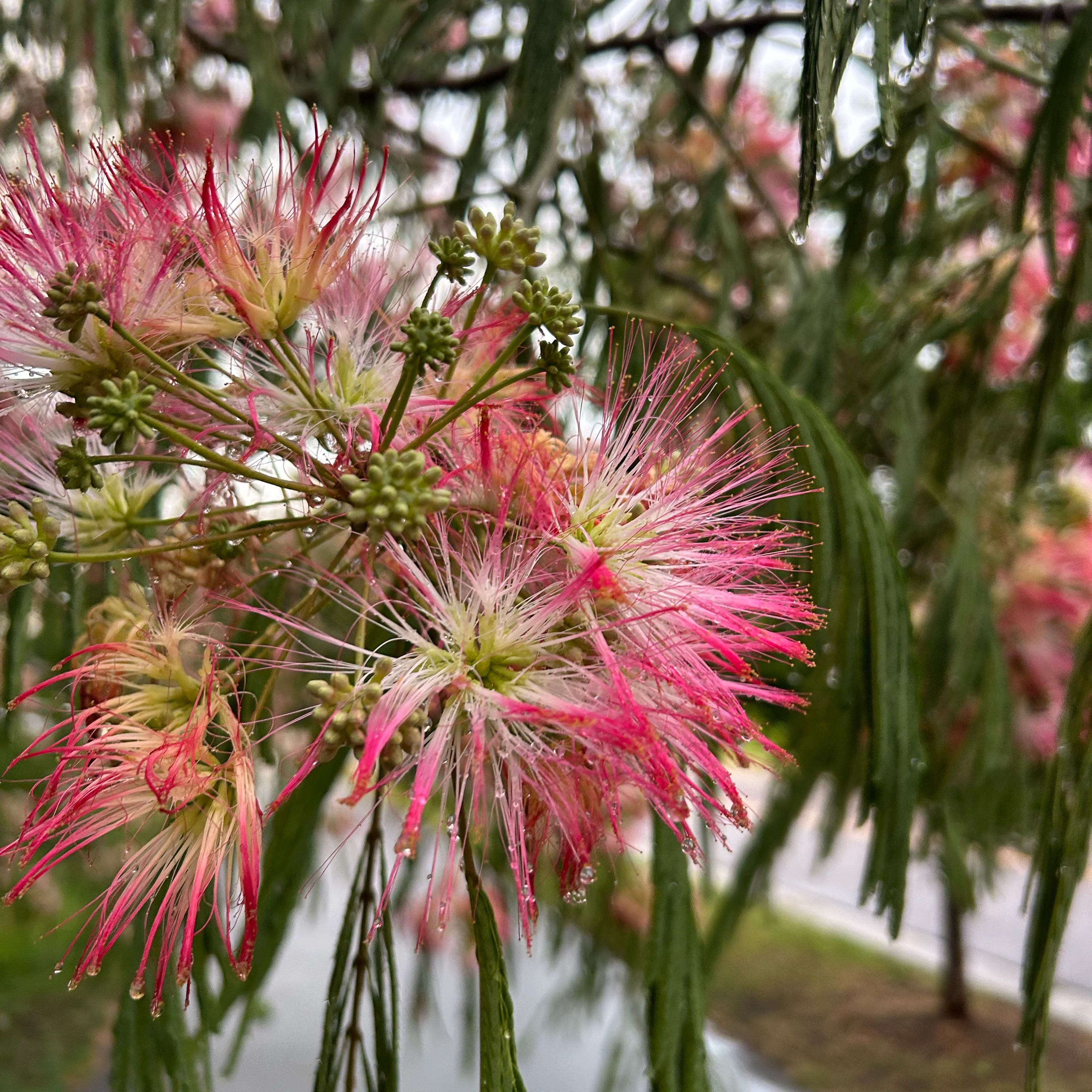 Photo of the plant species Silk Tree by @TenderLagunaria named Lebron on Greg, the plant care app