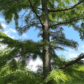 Photo of the plant species Chinese Fir by @TenderLagunaria named Cleopatra on Greg, the plant care app