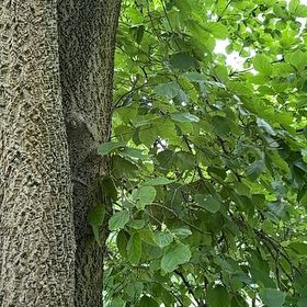 Photo of the plant species Western Hackberry by @TenderLagunaria named Shakira on Greg, the plant care app
