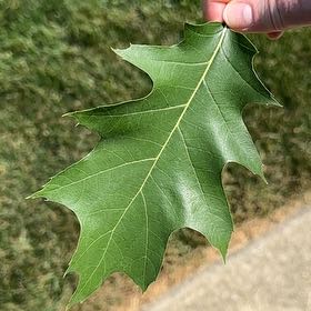Photo of the plant species Northern Red Oak by @TenderLagunaria named Stella on Greg, the plant care app