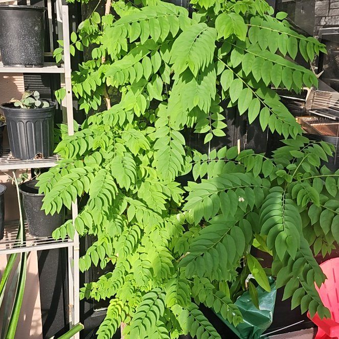 Photo of the plant species Gooseberry Plant by @ImpishAgave6 named Aristotle on Greg, the plant care app