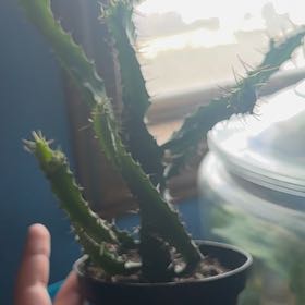 Photo of the plant species Euphorbia wakefieldii by @TenableLychee48 named Bob on Greg, the plant care app