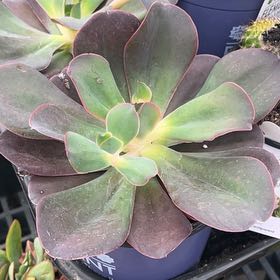 Photo of the plant species Echeveria 'Autumn Flame' by @RoundRhipsalis named Osmo on Greg, the plant care app