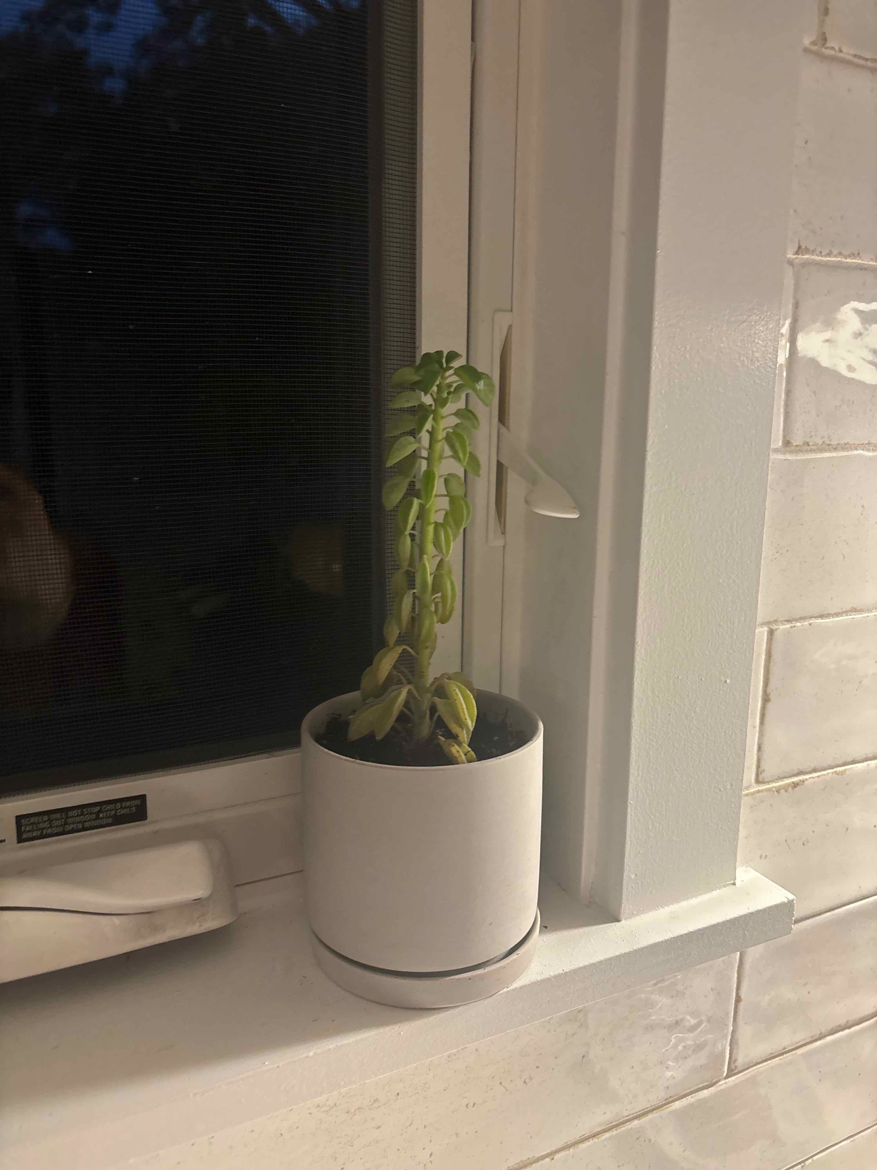 Photo of the plant species Peperomia asperula by @VastPeony55 named Apollo on Greg, the plant care app