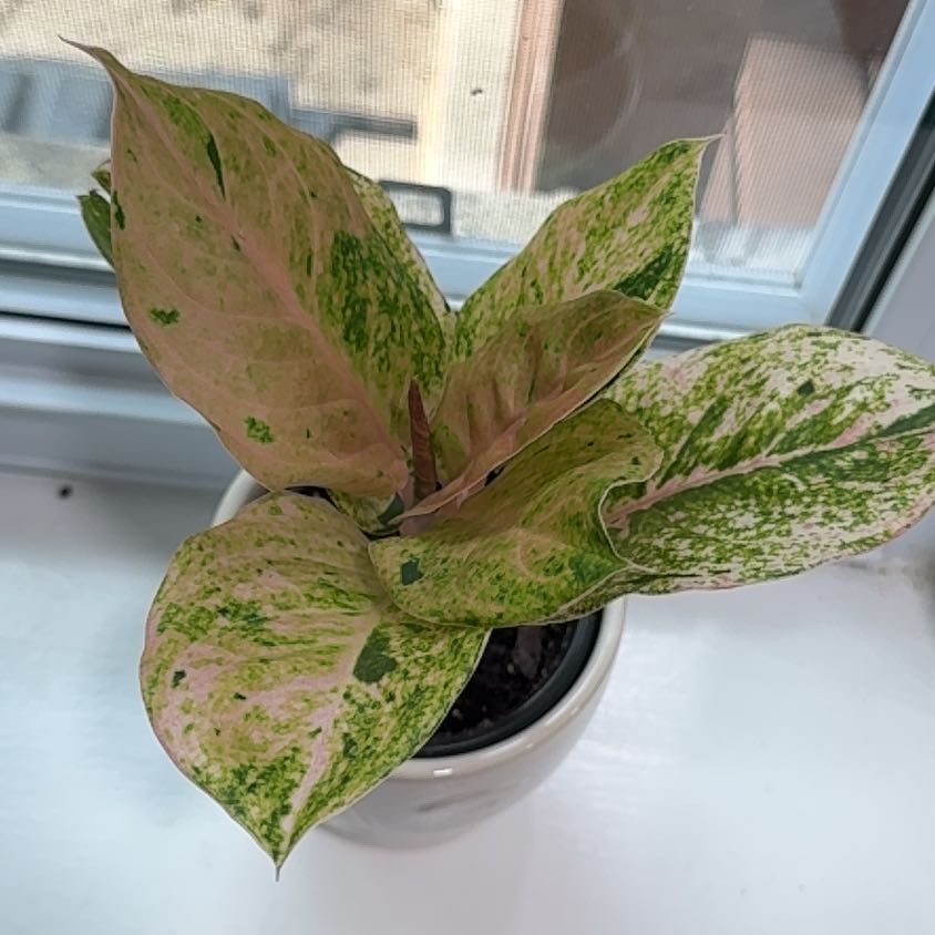 Photo of the plant species Aglaonema by @ProudChilli52 named Mildred on Greg, the plant care app