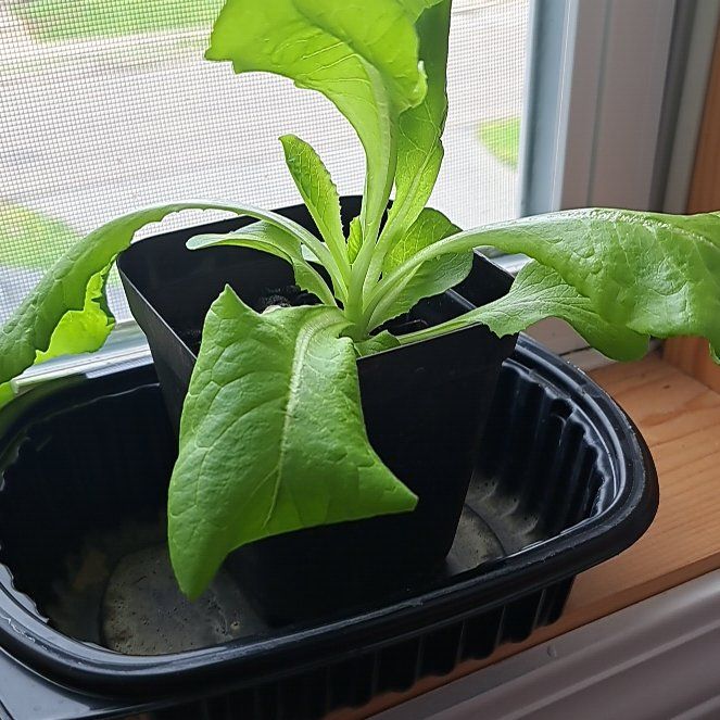 Photo of the plant species Butterhead Lettuce by @WiseLacealoe40 named Plato on Greg, the plant care app
