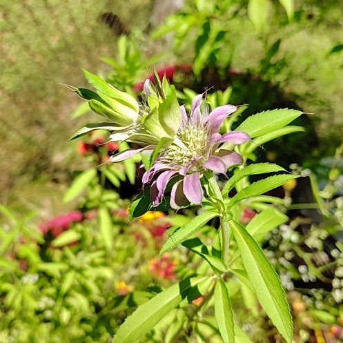 Photo of the plant species Lemon Bergamot by @LovableEspicia named Denali on Greg, the plant care app