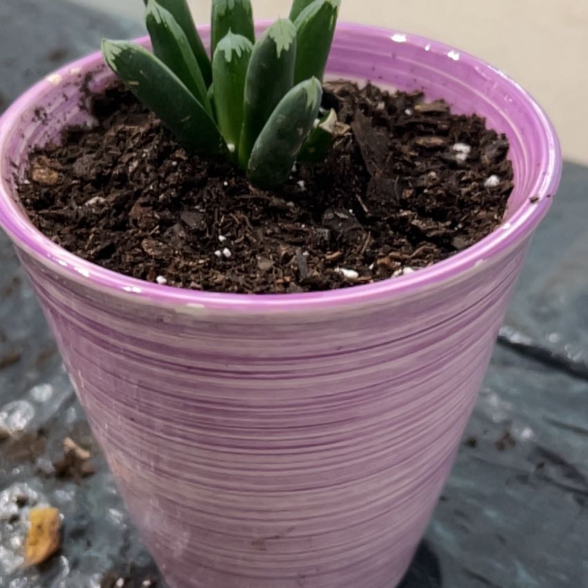Plant care for Avonia Buderiana on Greg, the plant care app