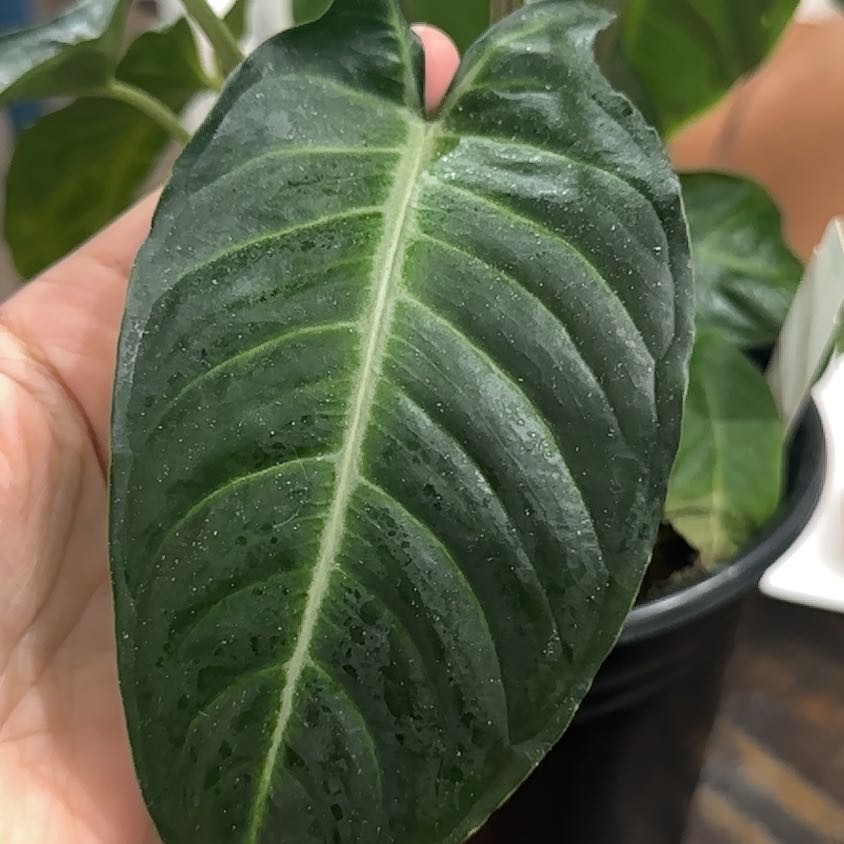 Photo of the plant species Caladium lindenii 'Magnificum' by @FairBearcorn10 named Forrest on Greg, the plant care app