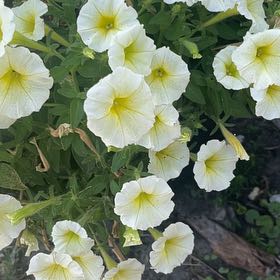 Photo of the plant species Wave Petunias by @ManlyStarcactus named Captain Plant-it on Greg, the plant care app