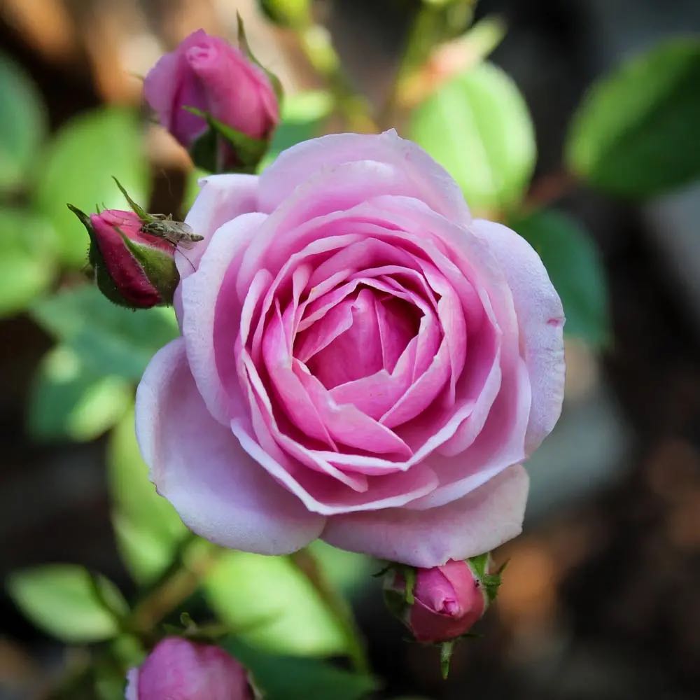 Photo of the plant species Rosa 'Jeanne Lajoie' by @PrettyPeony10 named Maya on Greg, the plant care app