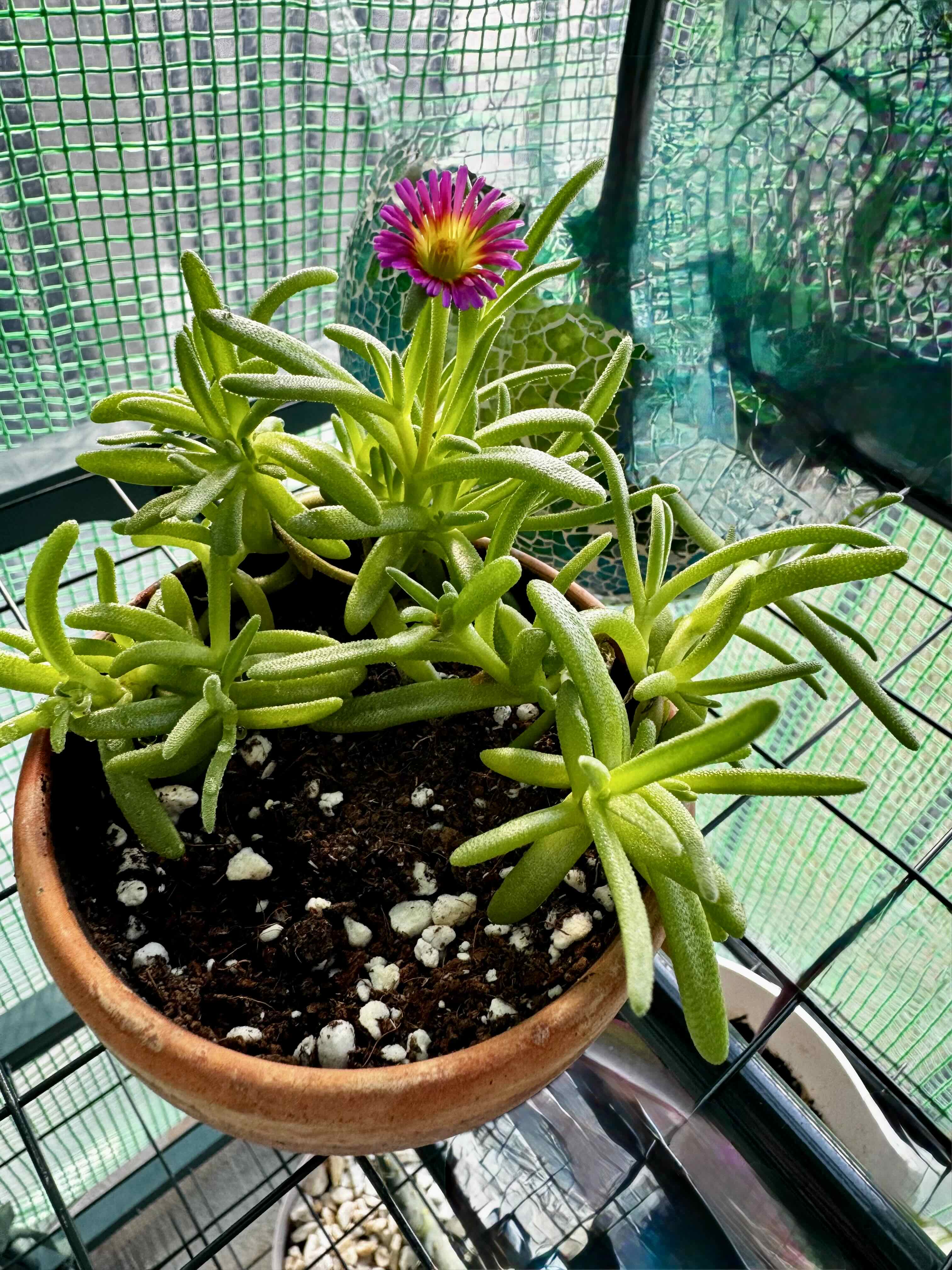 Photo of the plant species Trailing Ice Plant by @NursesRock88 named Ice Plant on Greg, the plant care app