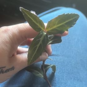 Spotted Wintergreen
