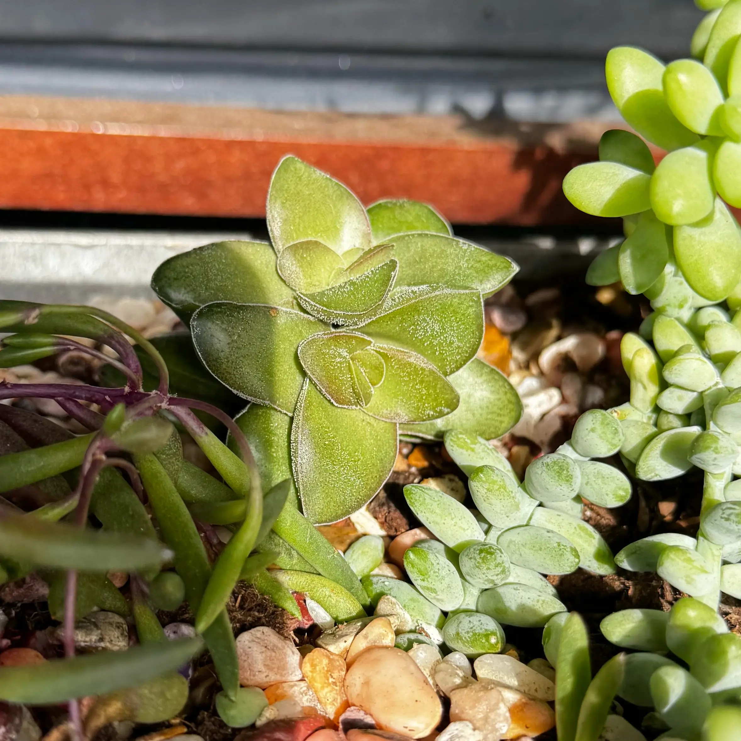 Photo of the plant species String of Buttons by @NursesRock88 named Harper on Greg, the plant care app