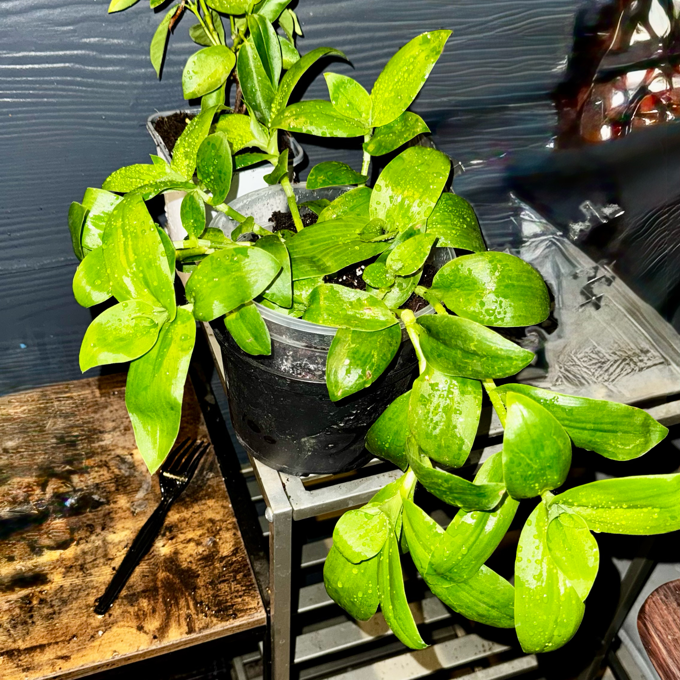 Photo of the plant species Tradescantia fluminensis reverted green form by @NursesRock88 named Tradescantia Solid Green on Greg, the plant care app