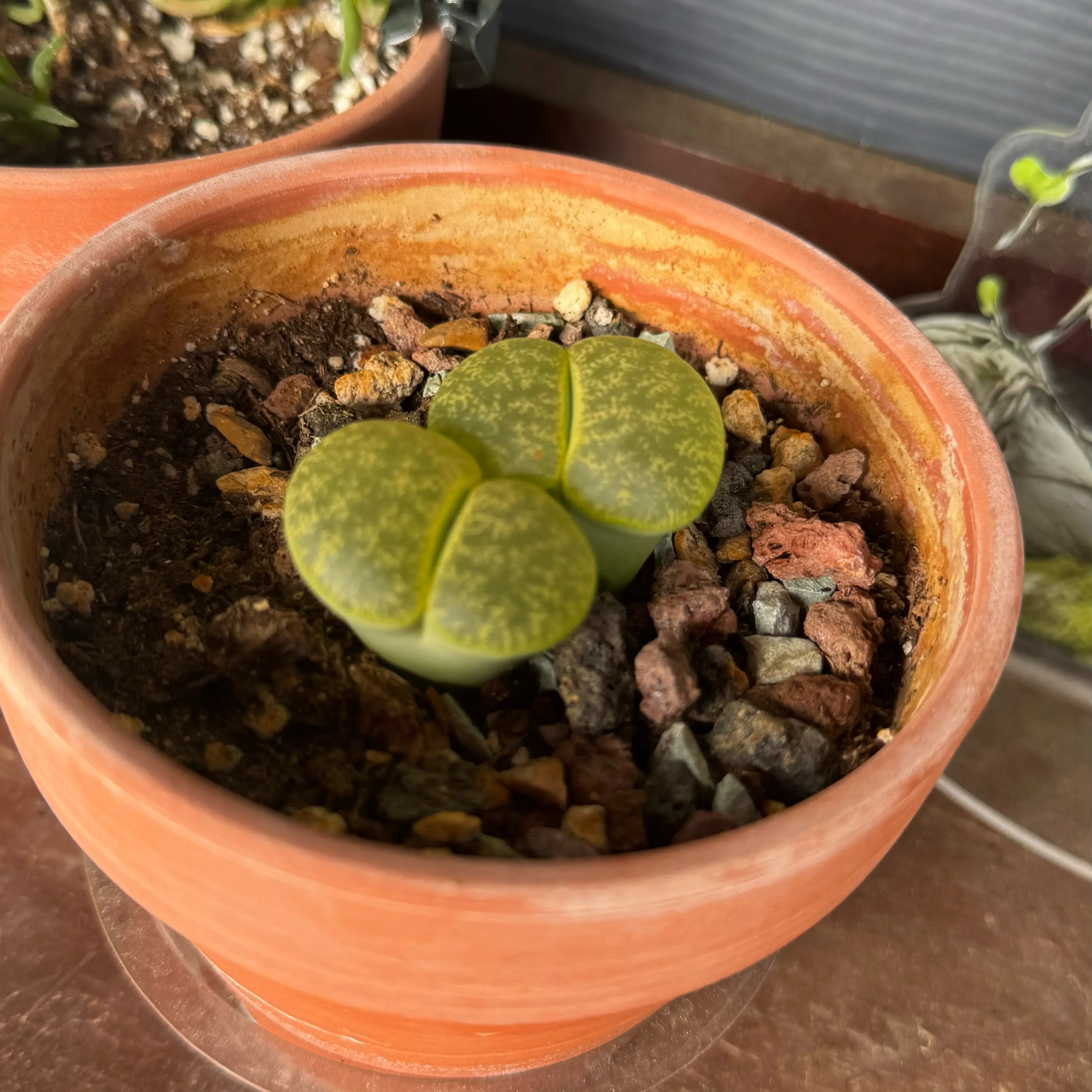 Photo of the plant species Albinica Living Stones by @NursesRock88 named Living Stones on Greg, the plant care app