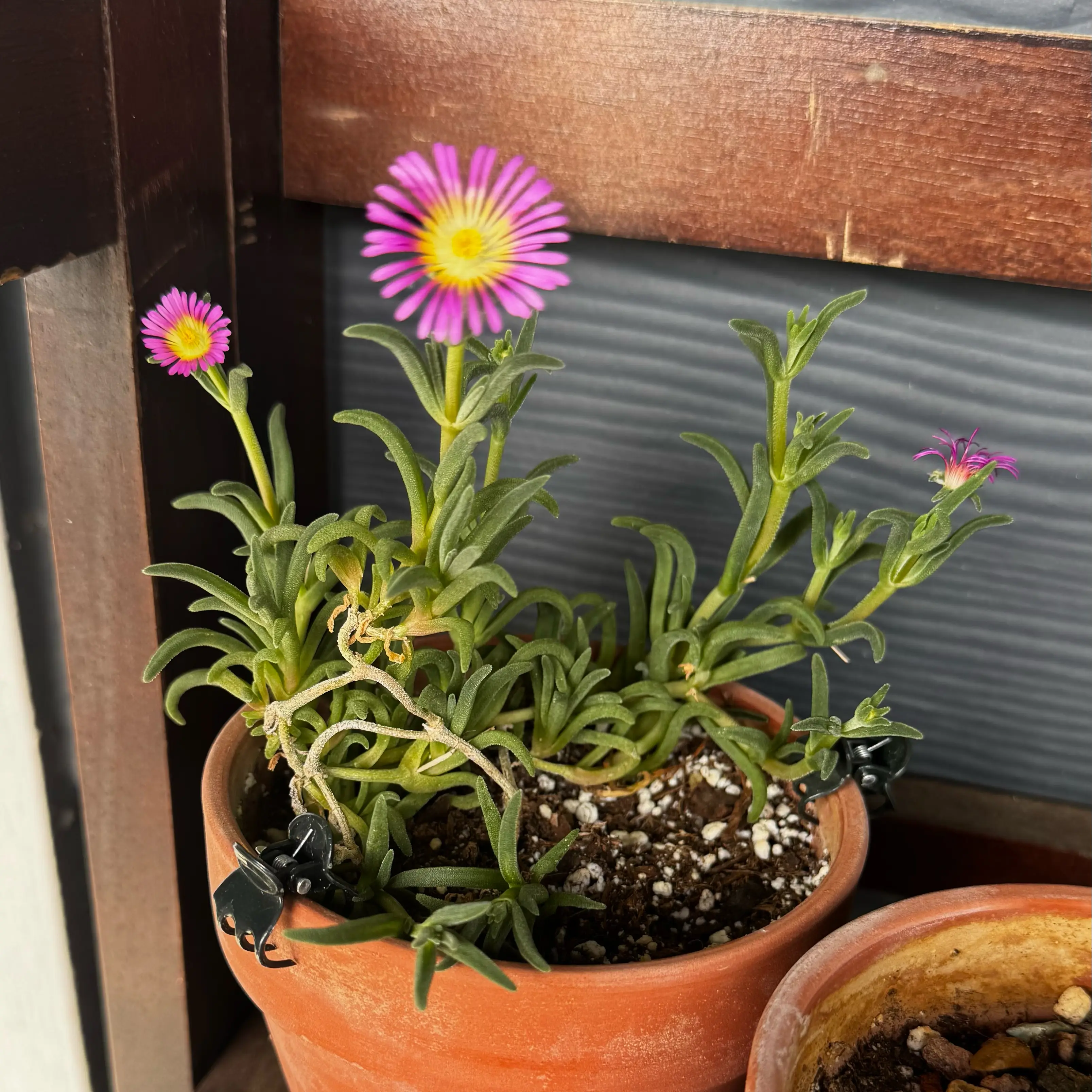 Photo of the plant species Trailing Ice Plant by @NursesRock88 named Ice Plant on Greg, the plant care app