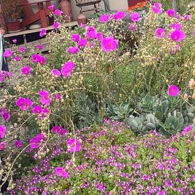 Photo of the plant species Lindley's Clarkia by @ActualTauhinu21 named Osmo on Greg, the plant care app
