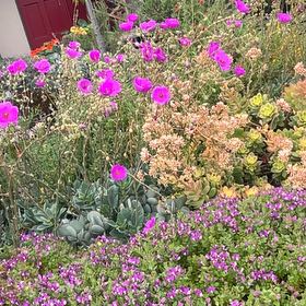 Photo of the plant species Lindley's Clarkia by @ActualTauhinu21 named Winston on Greg, the plant care app