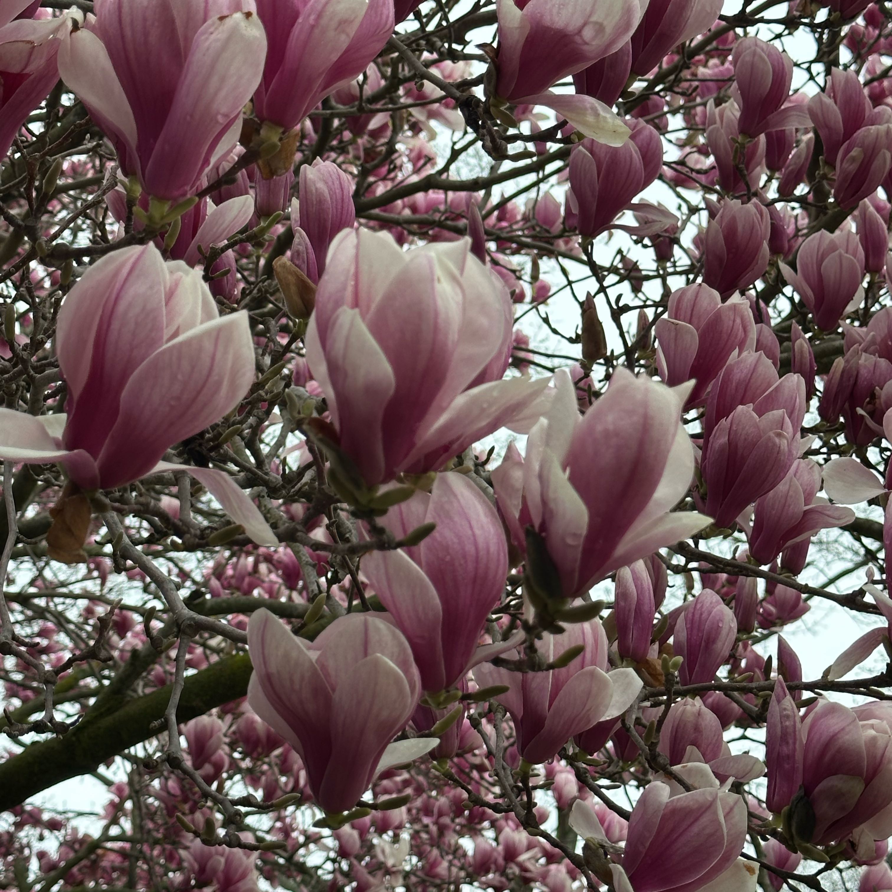Photo of the plant species Jane Magnolia by @AcuminousCashew named Elle on Greg, the plant care app