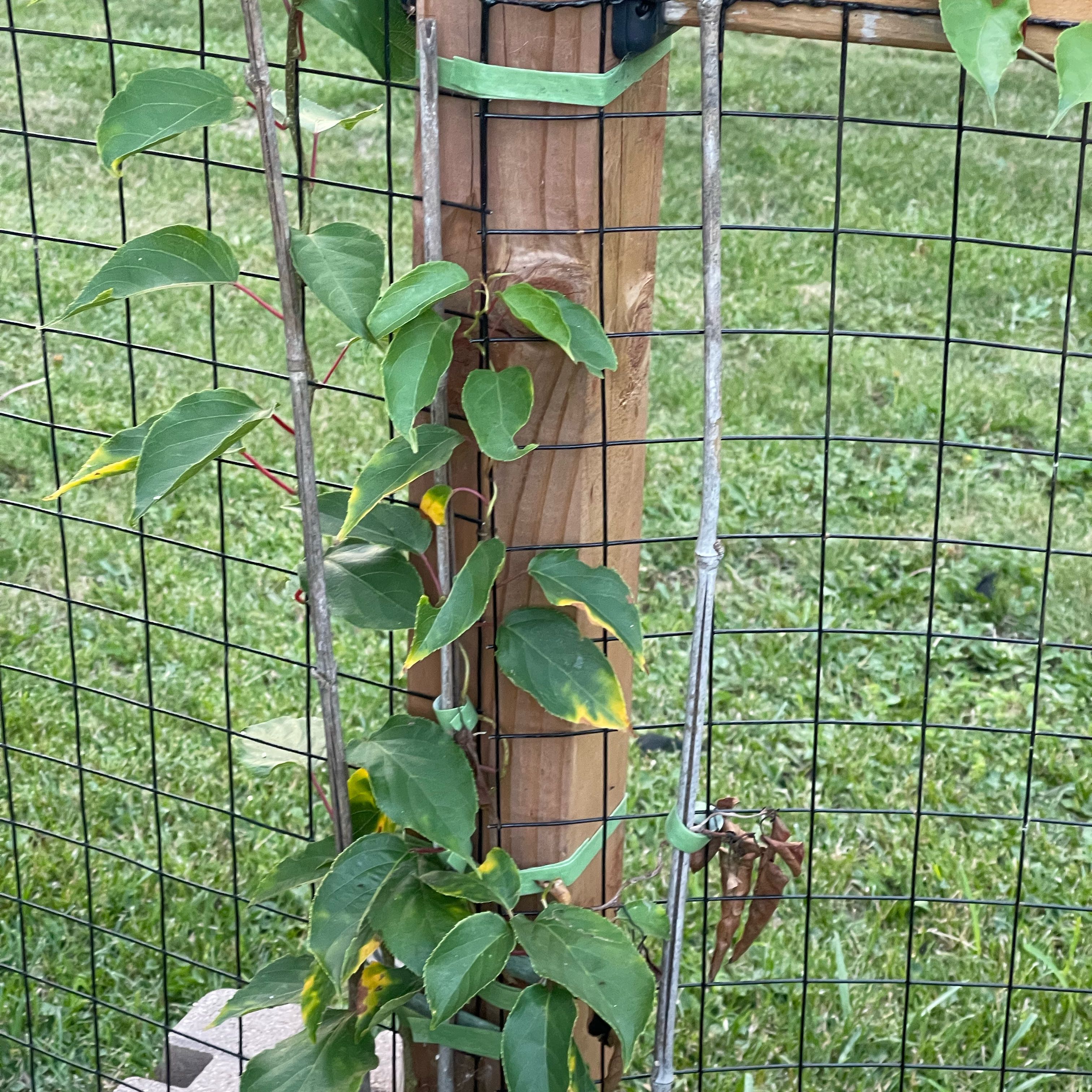 Plant care for Golden Kiwi Vine on Greg, the plant care app