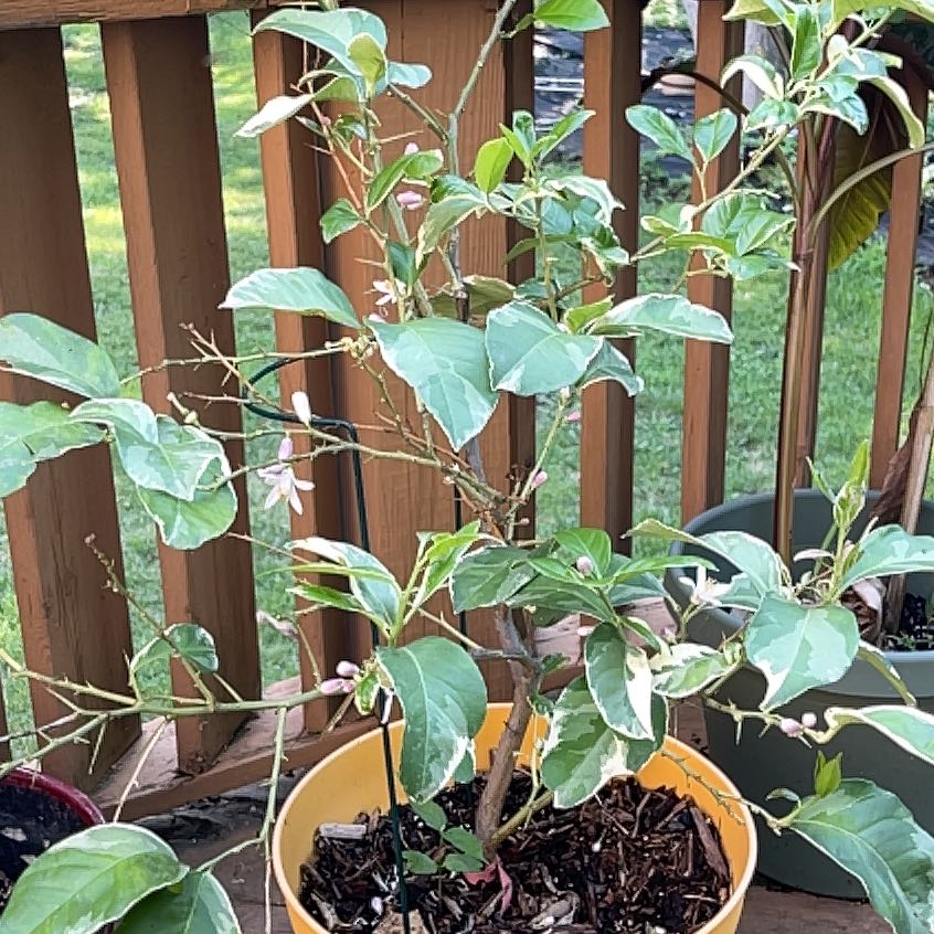 Photo of the plant species Variegated Lemon by @SincerelyQuince named Emerson on Greg, the plant care app