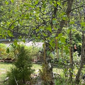 Photo of the plant species Brown Birch by @TopPotato51 named Sanders on Greg, the plant care app
