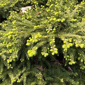 Photo of the plant species Fraser Fir by @TopPotato51 named Fernie Mac on Greg, the plant care app