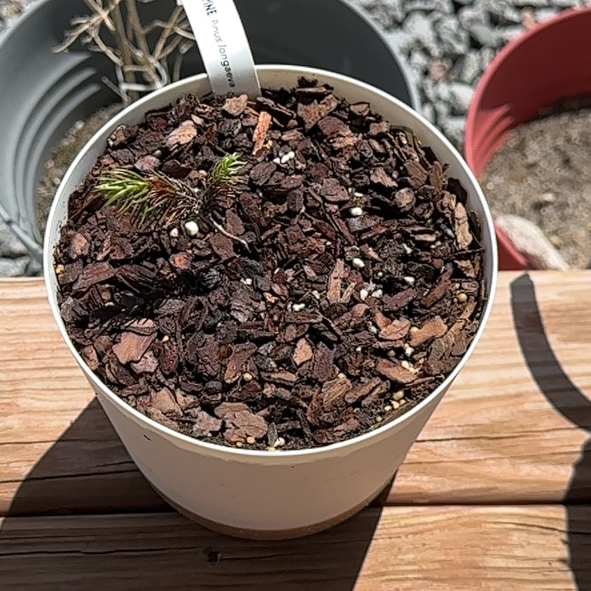 Photo of the plant species Bristlecone Pine by @LithesomeLilac named Bristlecone Pine on Greg, the plant care app