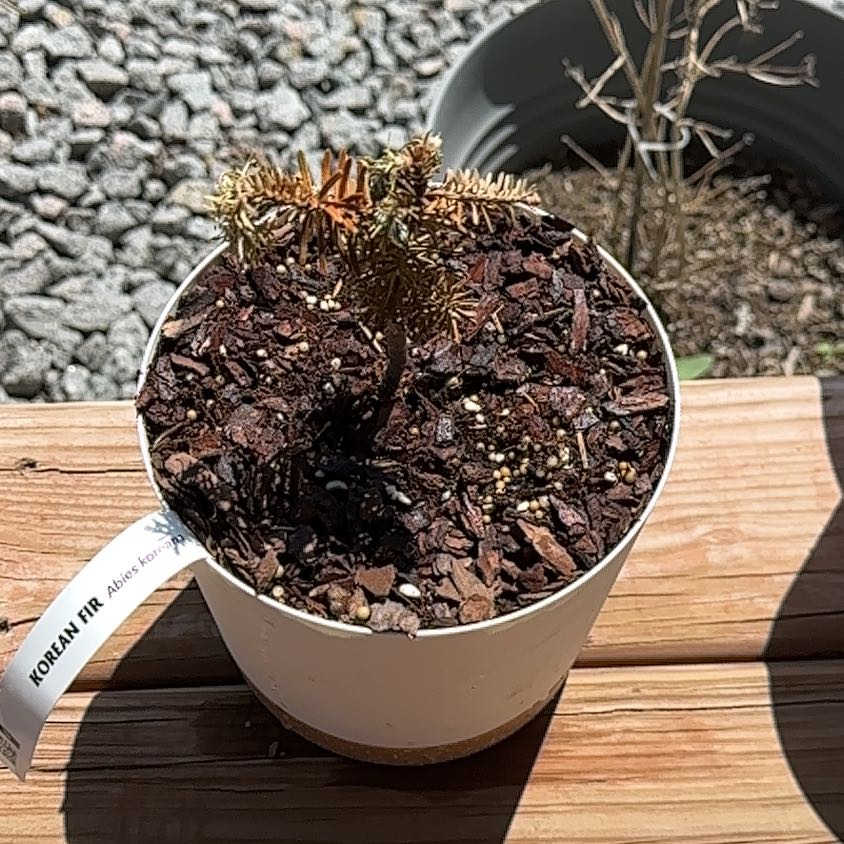 Photo of the plant species Korean Fir 'Cis' by @LithesomeLilac named Korean Fir on Greg, the plant care app