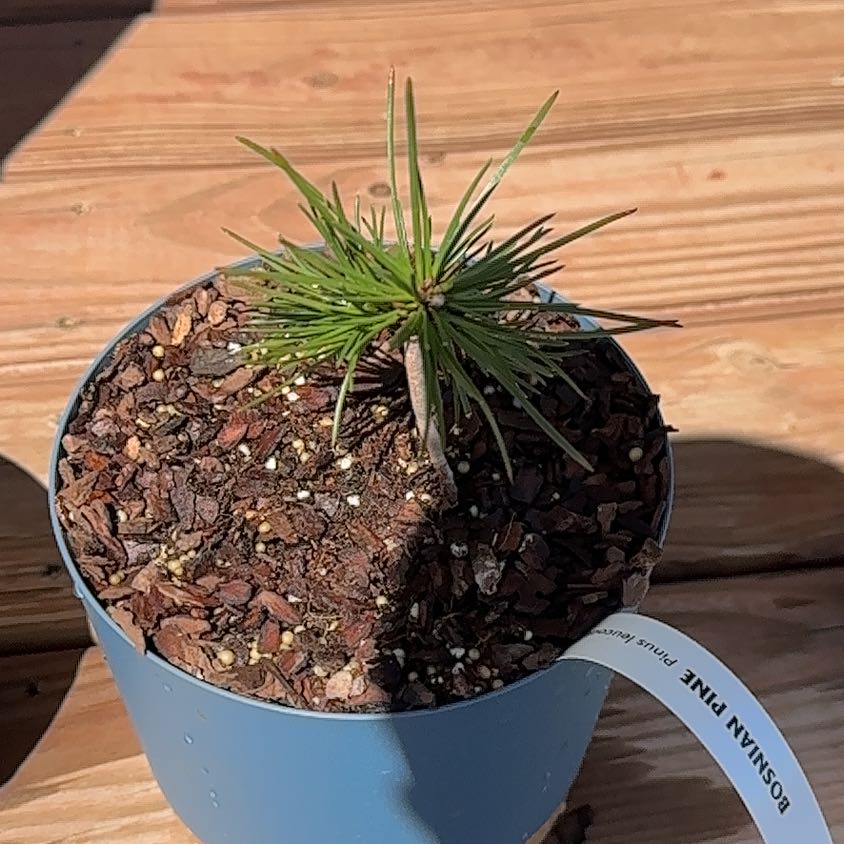 Photo of the plant species Bosnian Pine by @LithesomeLilac named Bosnian Pine on Greg, the plant care app
