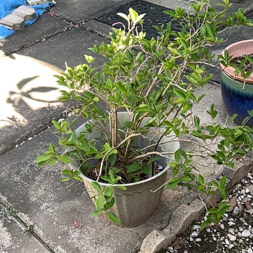Photo of the plant species Yesterday Today & Tomorrow by @NaturallyRose86 named Pax on Greg, the plant care app