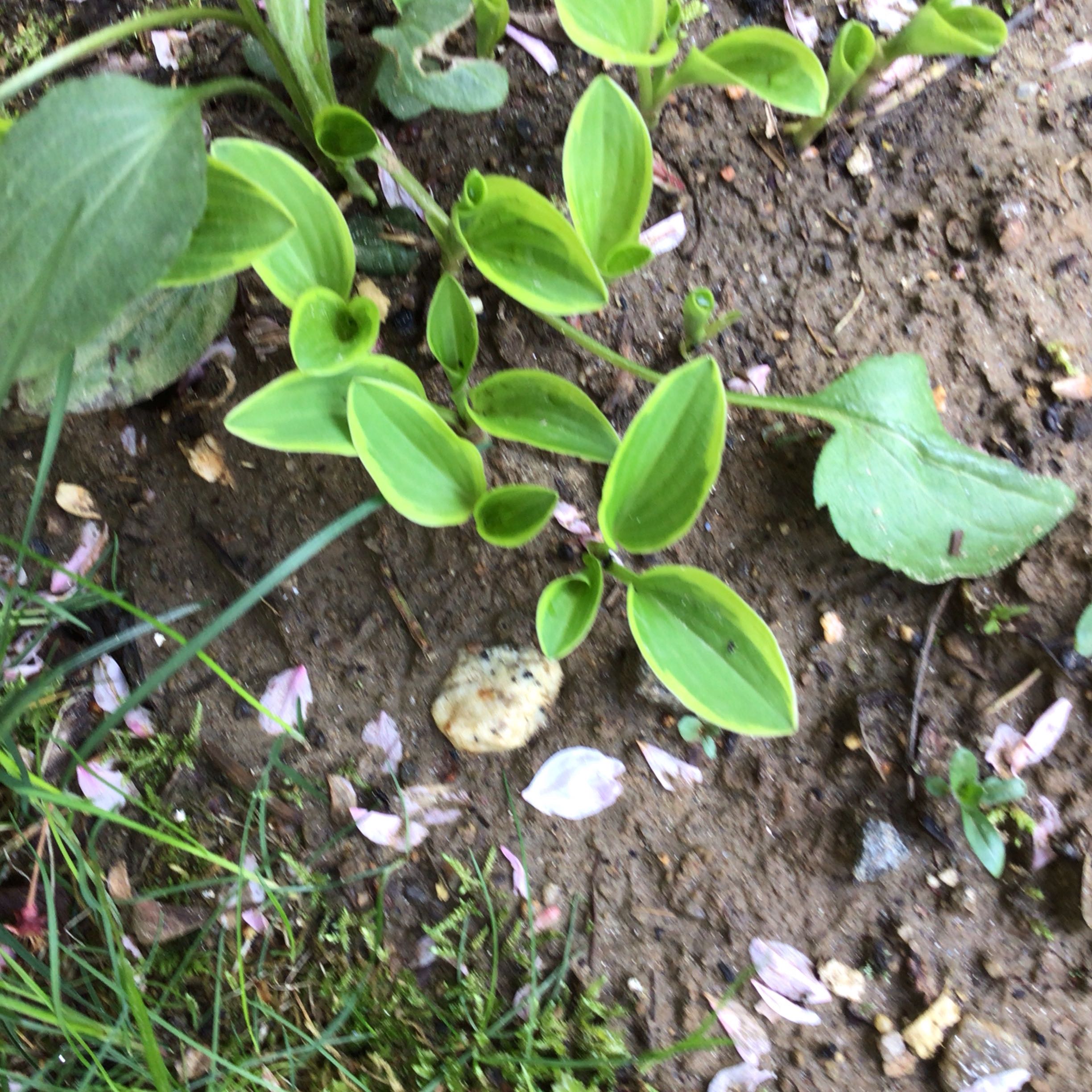 Photo of the plant species Arnoglossum by @SociableIvy72 named McKinley on Greg, the plant care app