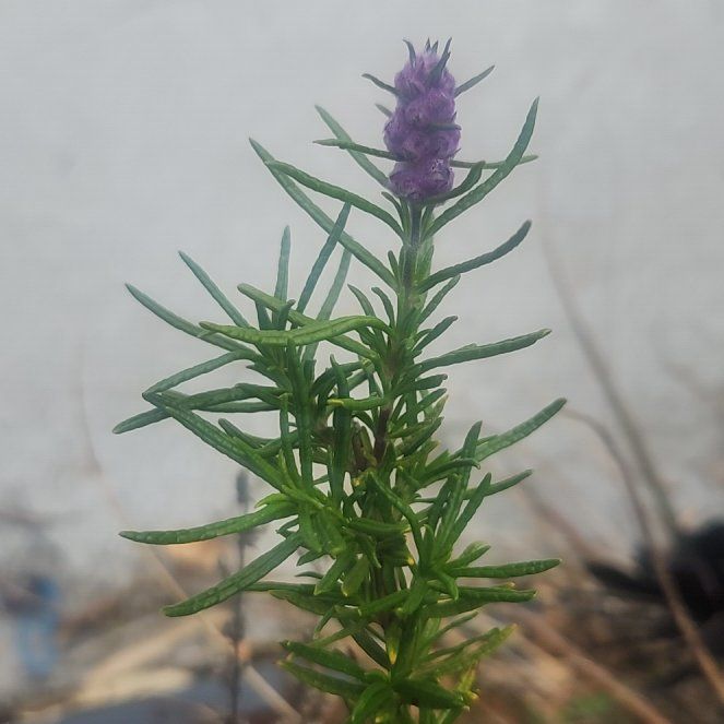 Photo of the plant species Plains Gayfeather by @CourtlyMiro75 named Robert Plant on Greg, the plant care app