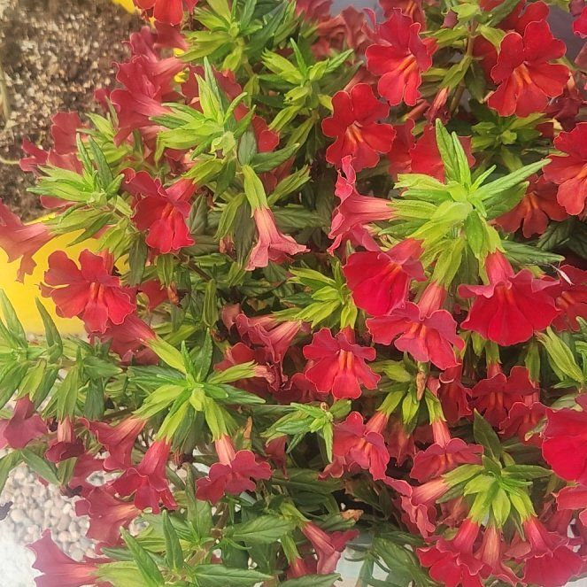 Photo of the plant species Sticky Monkey Flower by @CourtlyMiro75 named James Dean on Greg, the plant care app