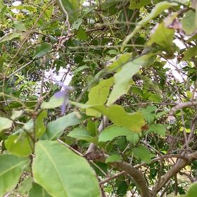 Photo of the plant species Queen's Wreath by @InerrantKaro16 named Eva on Greg, the plant care app