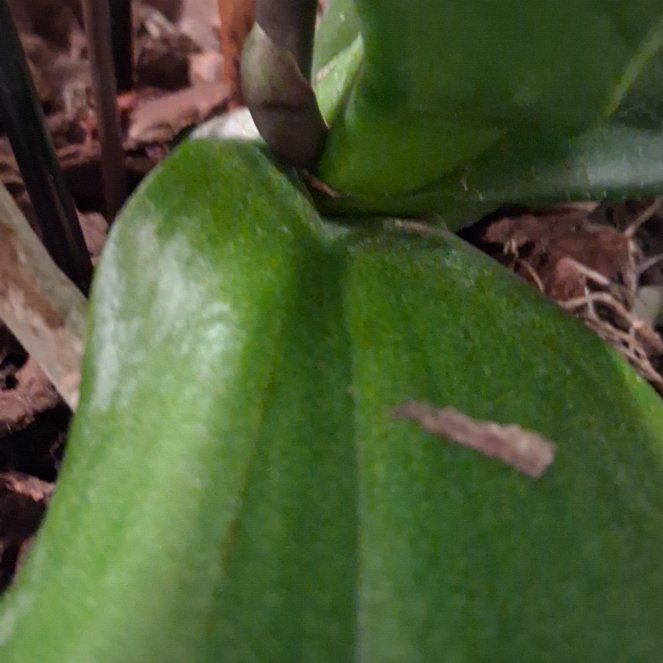Photo of the plant species Showy Orchid by @SavantDaboecia named Cleopatra on Greg, the plant care app