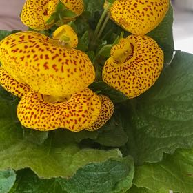 Photo of the plant species Pocketbook Plant by @NikiePotPie named Valentino on Greg, the plant care app