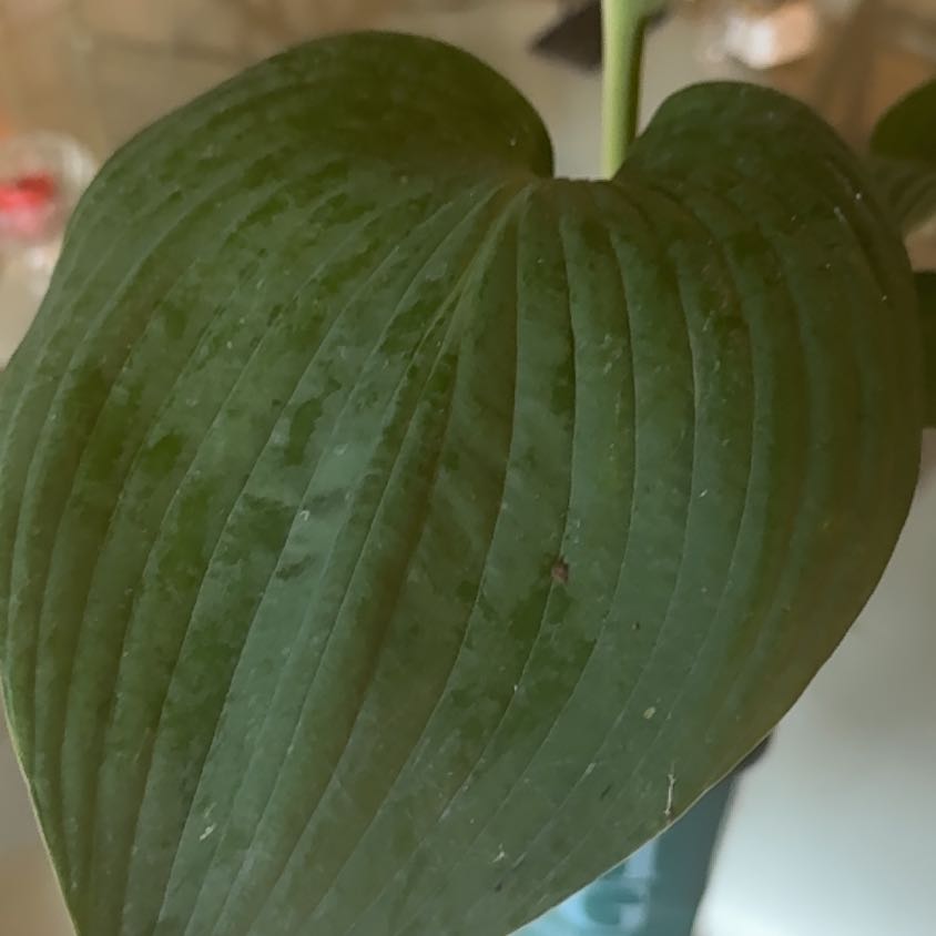 Photo of the plant species Blue Angel Plantain Lily by @ArtisanPeony64 named Luna on Greg, the plant care app