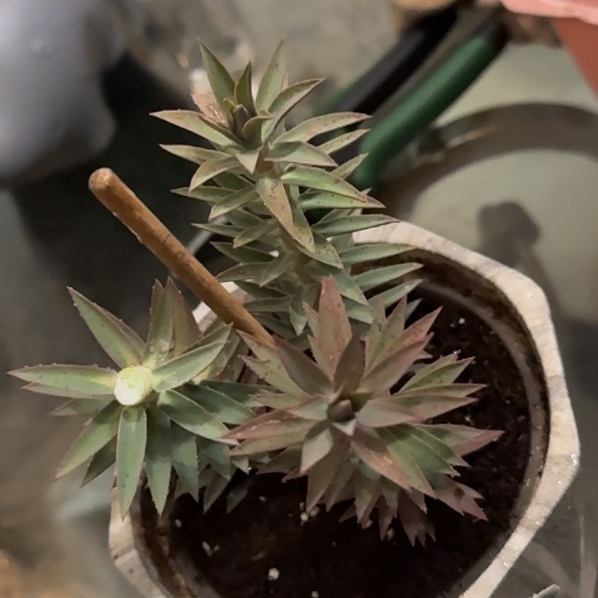Photo of the plant species Gopher Plant by @ArtisanPeony64 named Nithin on Greg, the plant care app
