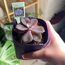 Photo of the plant species Echeveria 'Purple Pearl' by @YeveQuince5 named Lebron on Greg, the plant care app