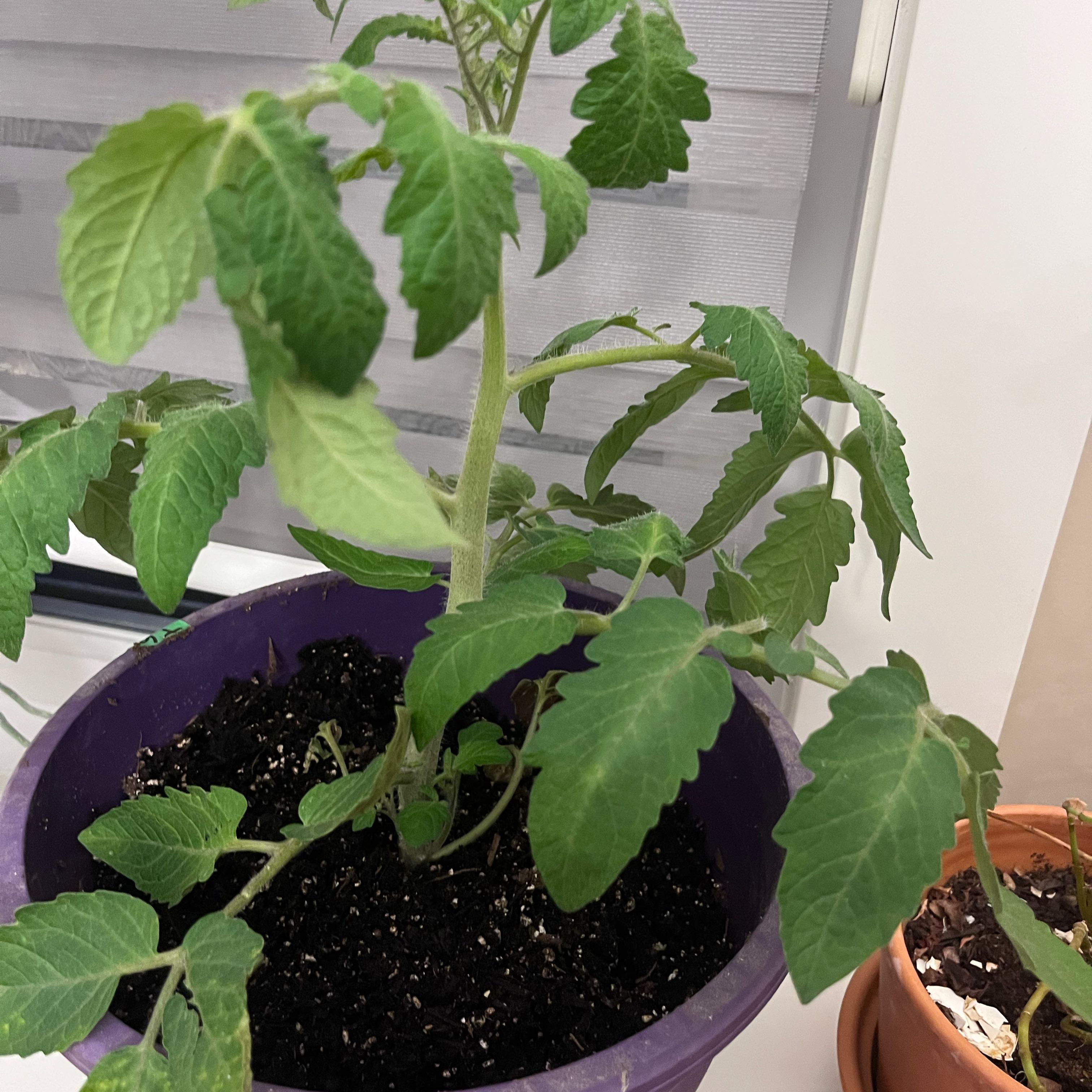 Photo of the plant species Tomato 'Amish Paste' by @KeenMonstera70 named Hermes on Greg, the plant care app