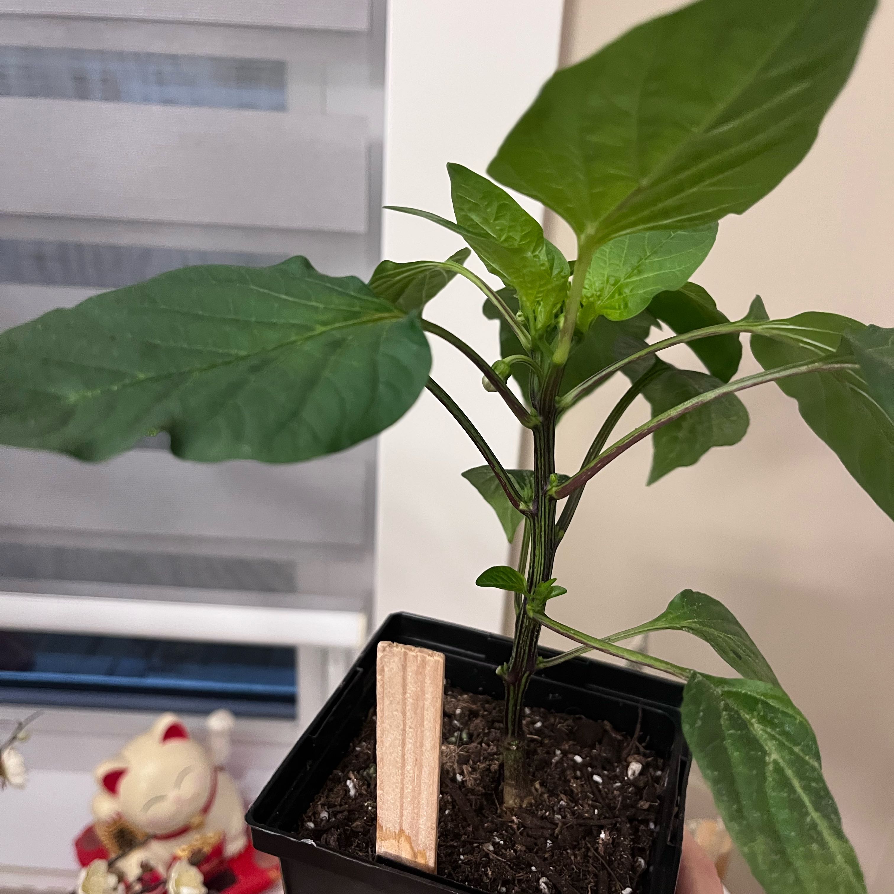Photo of the plant species Cubanelle Pepper by @KeenMonstera70 named Apollo on Greg, the plant care app
